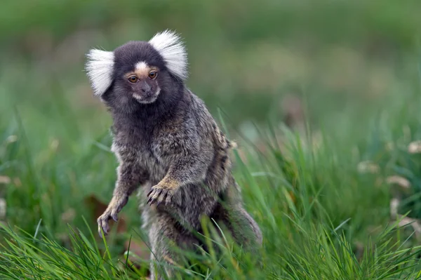 Marmoset (Callithrix Jacchus) — Stok fotoğraf