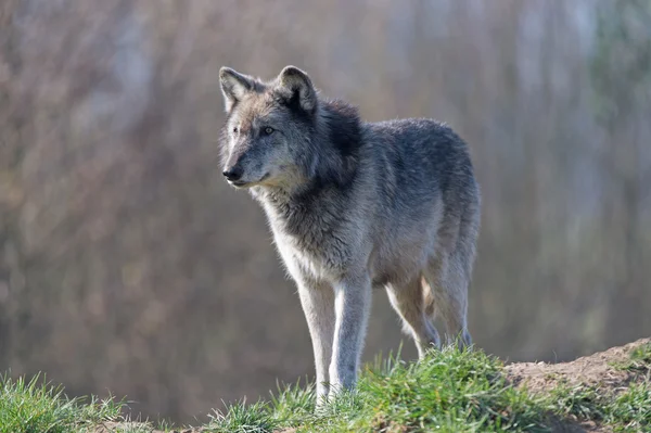 Lobo cinzento (Canis Lupis ) — Fotografia de Stock