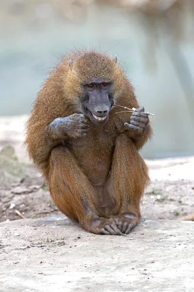 Guinea Baboon (Papio Papio) — Stock Photo, Image