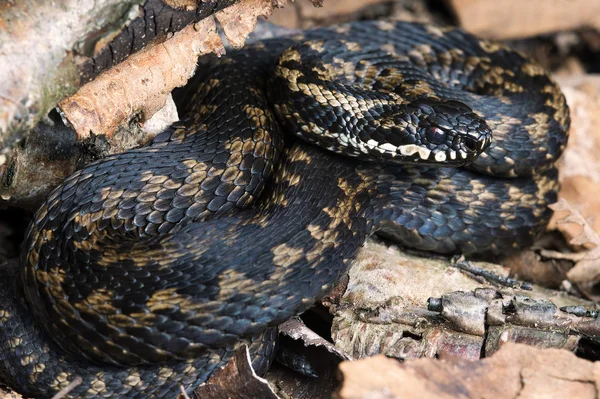 Huggorm (Vipera Berus) — Stockfoto