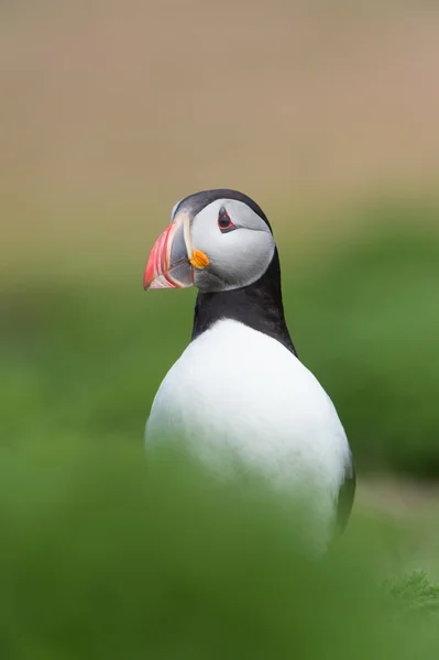 Atlantic Puffin (Alca Arctica) — Stock Photo, Image