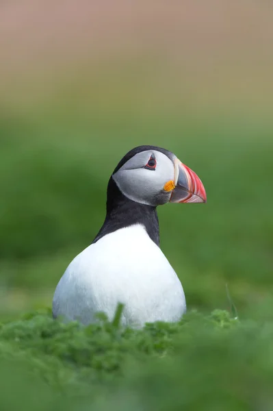 Atlantic Puffin (Alca Arctica) — Stock Photo, Image