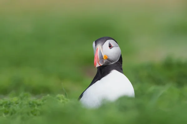 Atlantic Puffin (Alca Arctica) — Stock Photo, Image