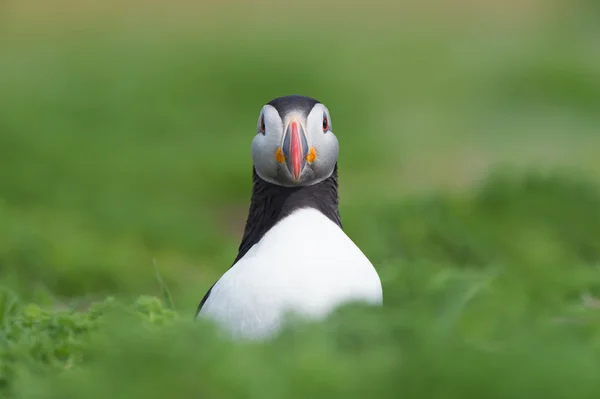 Puffin Atlântico (Alca Arctica ) — Fotografia de Stock