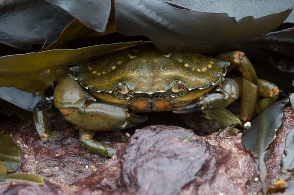 绿岸蟹 (Carcinus Maenus) — 图库照片