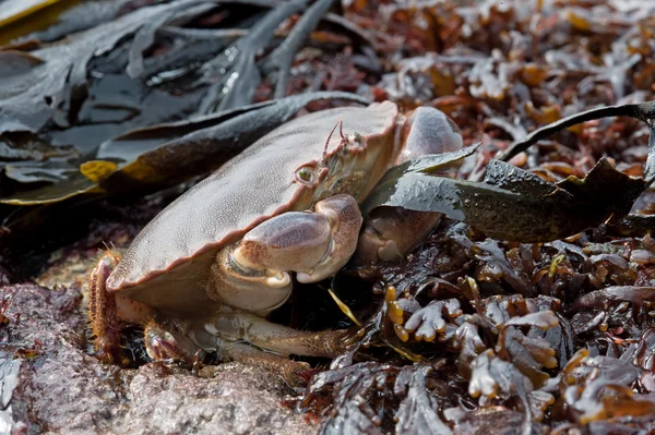 Brown Crab (Cancer Pagarus) — Stock Photo, Image