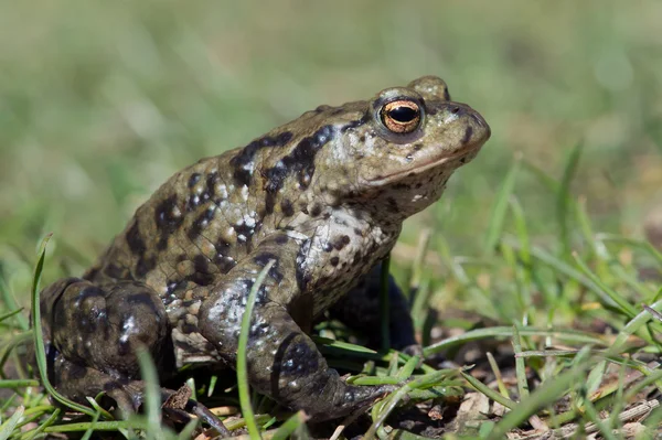 Звичайна жаба ( bufo bufo ) — стокове фото