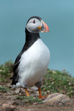 Atlantik martı (edilmiştir Arctica)