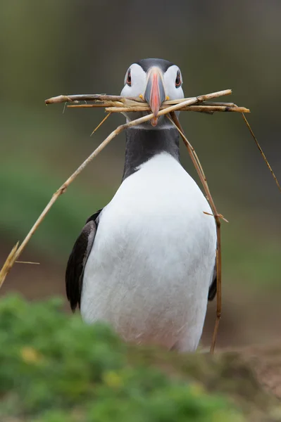 Lunnefågel (Alca Arctica) — Stockfoto