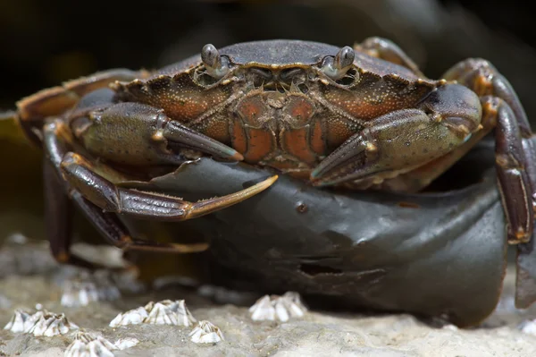 Green Shore Crab (Carcinus Maenus) — Stock Photo, Image