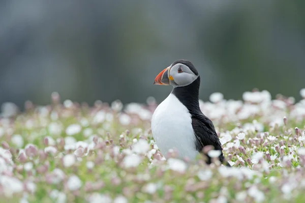 대서양 Puffin (Alca Arctica) — 스톡 사진