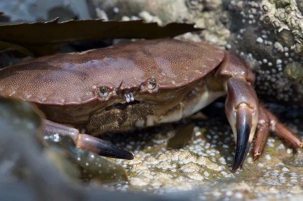 Brown Crab (Cancer Pagarus) — Stock Photo, Image