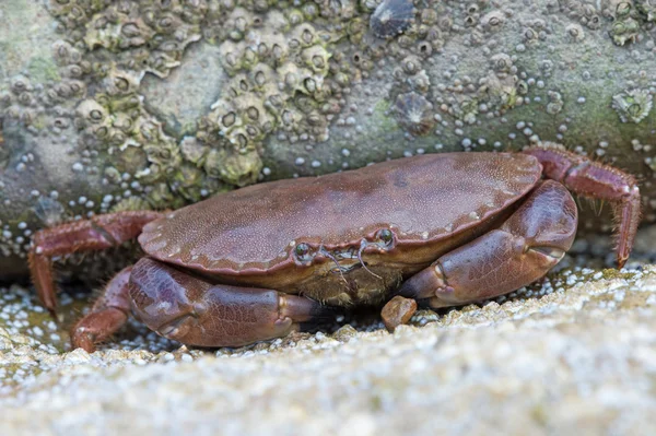 Granchio bruno (Cancro Pagarus ) — Foto Stock