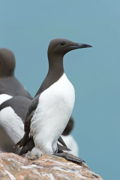 Guillemot (Uria Aalge) — Stock Photo, Image