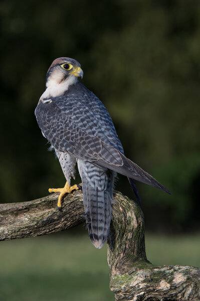 Peregrine Falcon (Falco Peregrines)