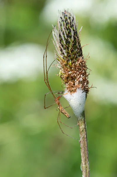 Aranha mandíbula longa (Tetragnatha Extensa ) — Fotografia de Stock