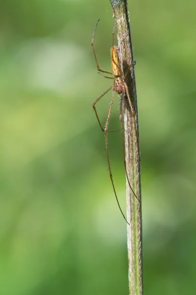 Długo szczękowych pająk (Tetragnatha Extensa) — Zdjęcie stockowe