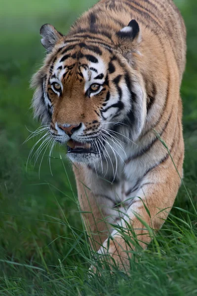 Сибирский тигр (PANTHERA TIGRIS ALTAICA) — стоковое фото