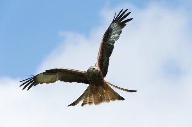 Kırmızı Uçurtma (Milvus milvus)