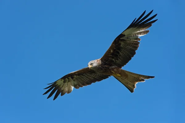 Červený drak (Milvus milvus) — Stock fotografie