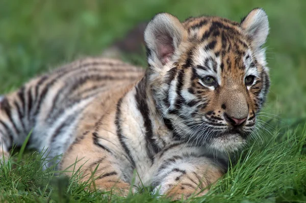 Siberian Tiger Cub in dark green grass — Stock Photo, Image