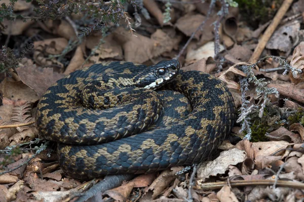 ผู้ใหญ่ (Vipera Berus ) — ภาพถ่ายสต็อก