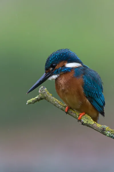 Kingfisher (Alcedo Atthis) — Stock Photo, Image