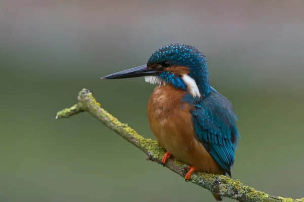 Kungsfiskare (Alcedo vid detta) — Stockfoto