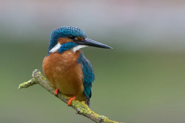 Kingfisher (alcedo at this ) — стоковое фото