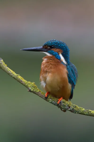 Kingfisher (Alcedo Atthis) — Stock Photo, Image