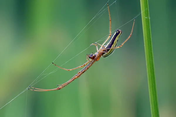 Długo szczękowych pająk (Tetragnatha Extensa) — Zdjęcie stockowe