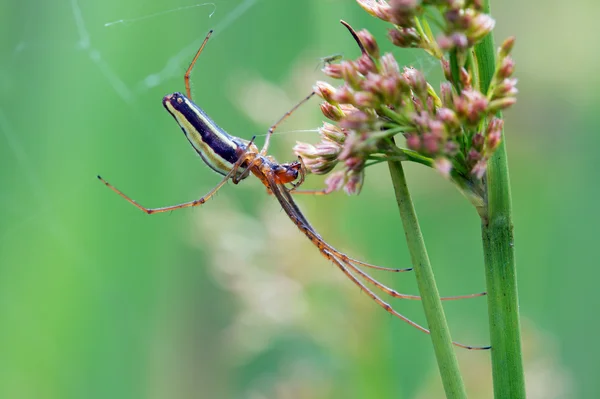 Długo szczękowych pająk (Tetragnatha Extensa) — Zdjęcie stockowe