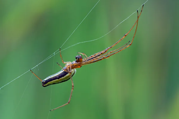 Hosszú állkapcsú Spider (Tetragnatha Extensa) — Stock Fotó