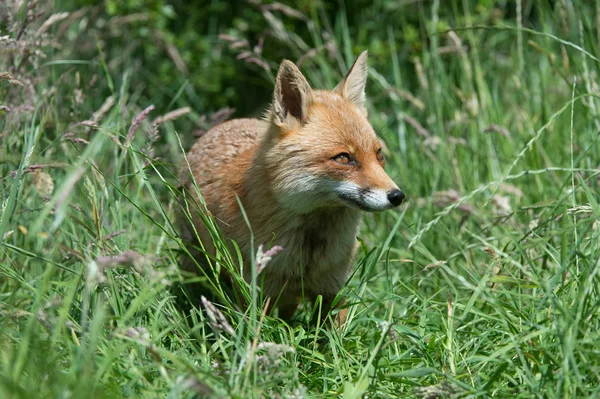 Rode vos (Vulpes vulpes)) — Stockfoto