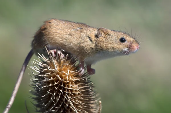 Harvest Mouse (Micromys Minutus) — Stock Photo, Image