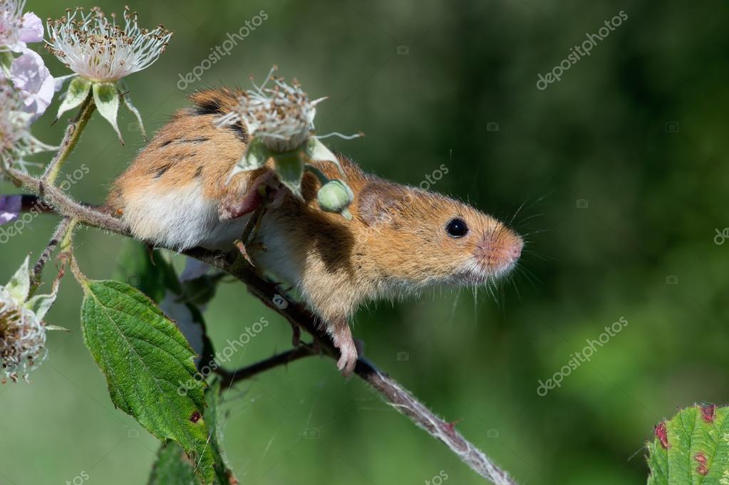Harvest Mouse Micromys Minutus Stock Photo By C Davemhuntphoto