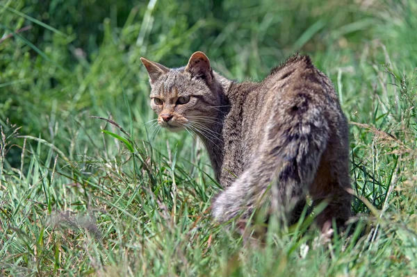 İskoç yaban kedisi (felis silvestris grampia) — Stok fotoğraf