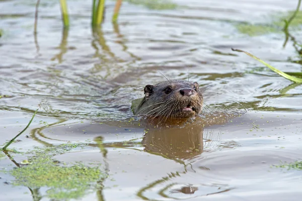 ยุโรป Otter ( ลูเทรา ลูเทรา ) — ภาพถ่ายสต็อก