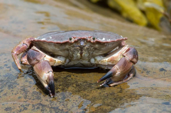 Braune Krabbe (Cancer pagarus)) — Stockfoto