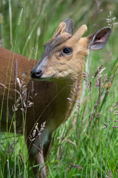 Cervo di Muntjac (Muntiacini ) — Foto Stock