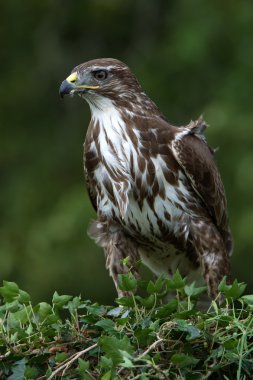 yaygın akbaba (Buteo buteo)