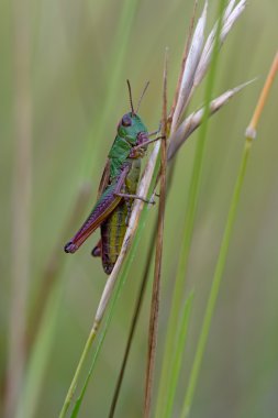 Grasshopper (Chorthippus Parallelus)