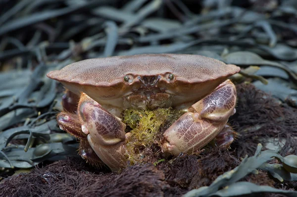 Brown Crab (Cancer Pagarus)