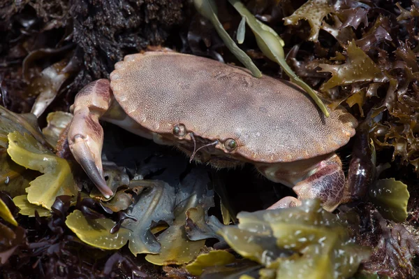 Brown Crab (Cancer Pagarus) — Stok Foto