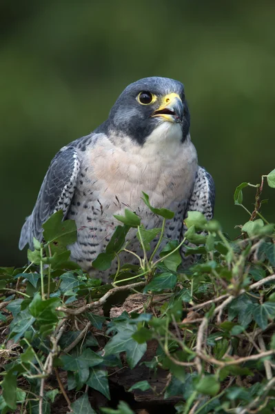 Slechtvalk (falco peregrinus)) — Stockfoto