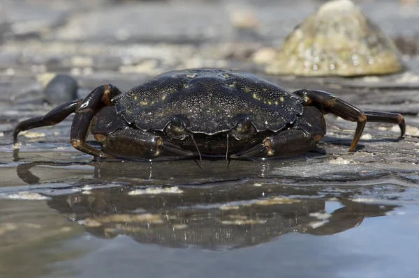 绿岸蟹 (Carcinus Maenus) — 图库照片