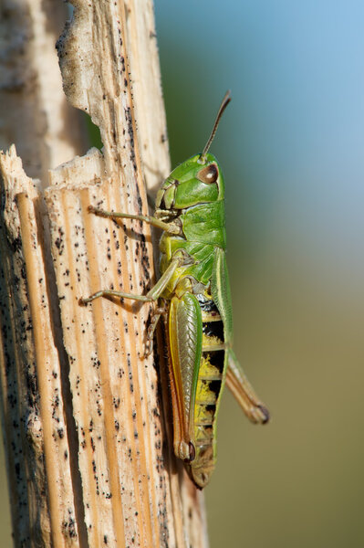 Grasshopper (Omocestus Viridulus)