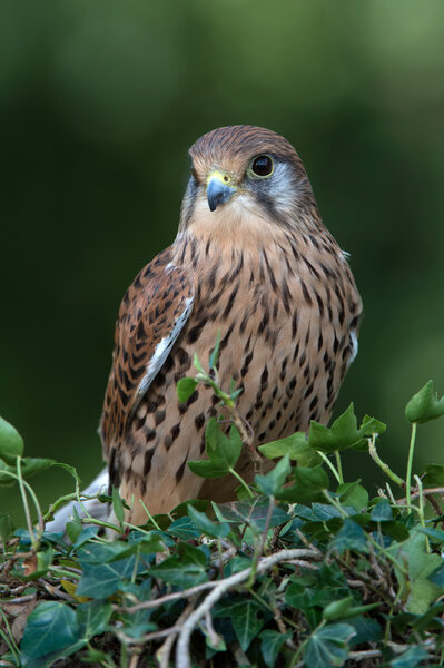 Kestrel (Falco Tinnunculus)