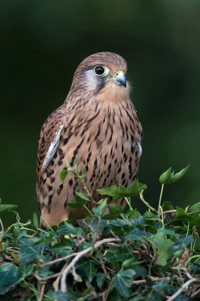 Ceppio (Falco tinnunculus ) — Foto Stock