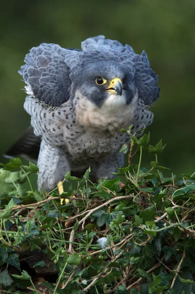 Slechtvalk (falco peregrinus)) — Stockfoto